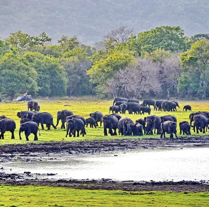 Minneriya national park