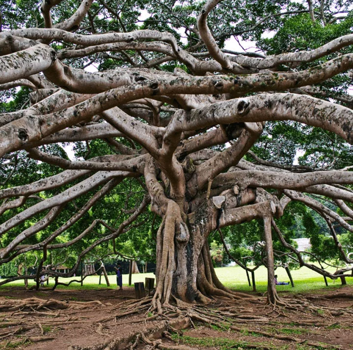 Peradeniya Botanical Garden