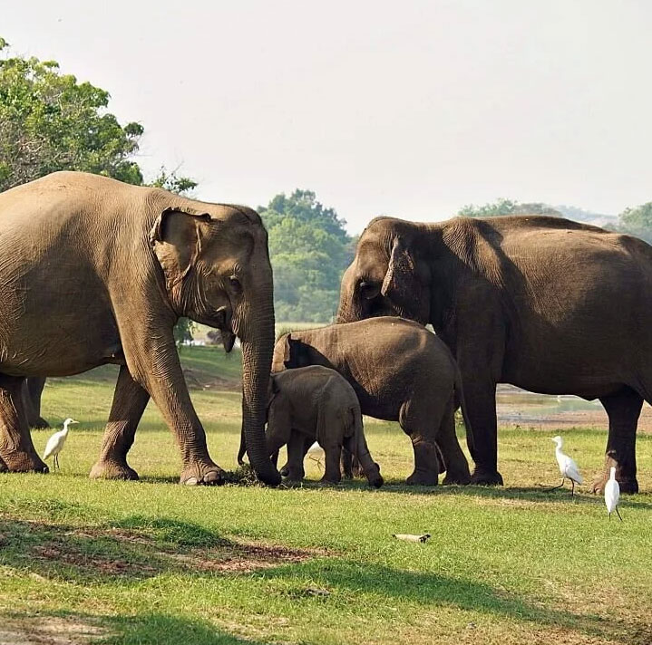 yala National Park