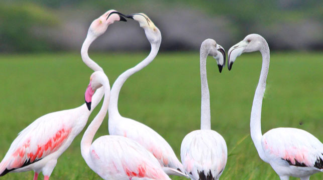 Bundala National Park