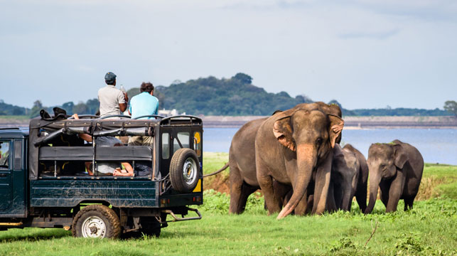 Safari Sri Lanka