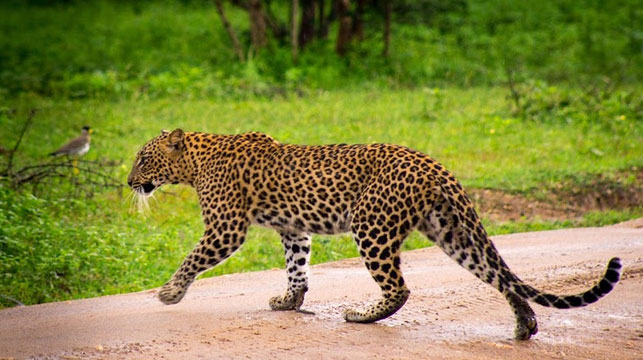 Yala National Park